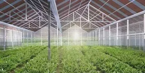 新型分布式“光伏+”模式 生態(tài)農(nóng)業(yè)開發(fā)，讓光伏電站更具生命力